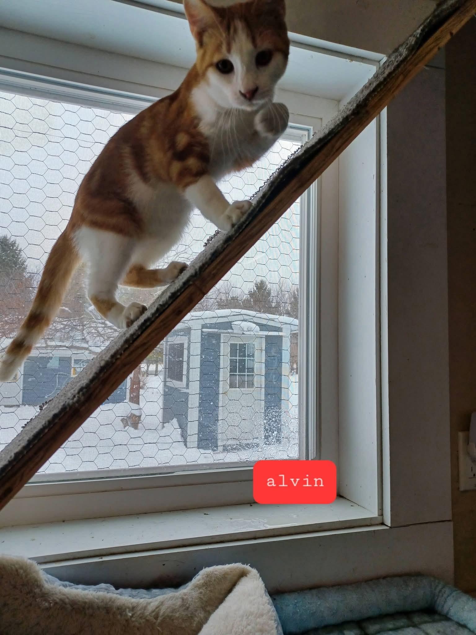 Alvin, Adoptable, Kitten Male Domestic Short Hair.