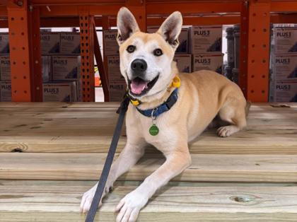 Valentino, Adoptable, Adult Male Carolina Dog & Mixed Breed.
