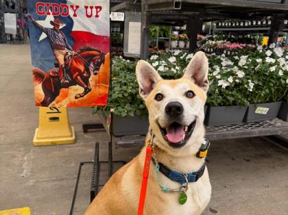 Valentino, a Adoptable mixed breed in San Antonio, TX image 2/3