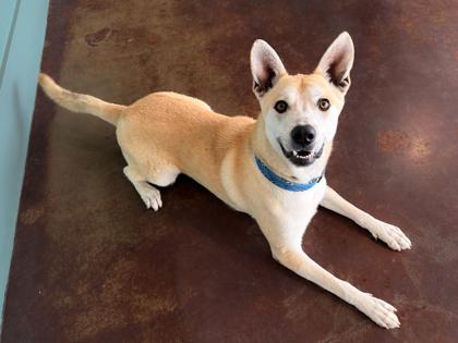 Valentino, a Adoptable mixed breed in San Antonio, TX image 3/3