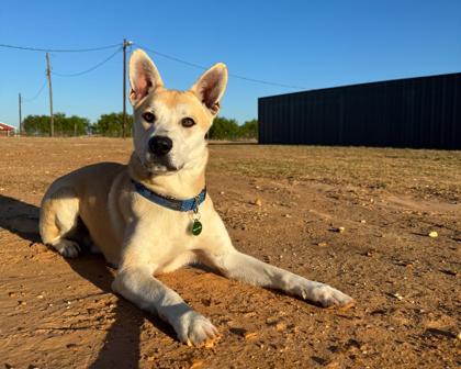 Valentino, Adoptable, Adult Male Carolina Dog & Mixed Breed.