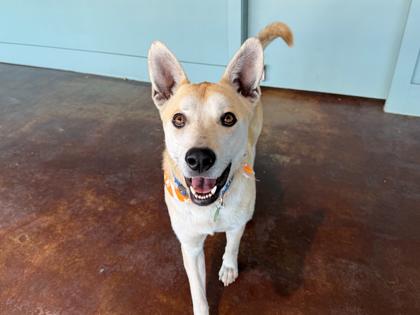 Enlarge Valentino, a Adoptable mixed breed in San Antonio, TX image 2/3
