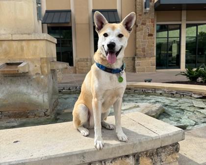 Enlarge Valentino, a Adoptable mixed breed in San Antonio, TX image 3/3