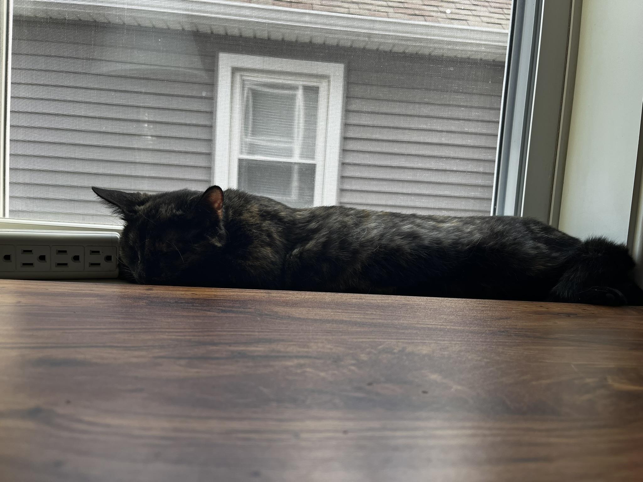 Eastie, an adopted Domestic Short Hair in Melrose, MA image 4/5