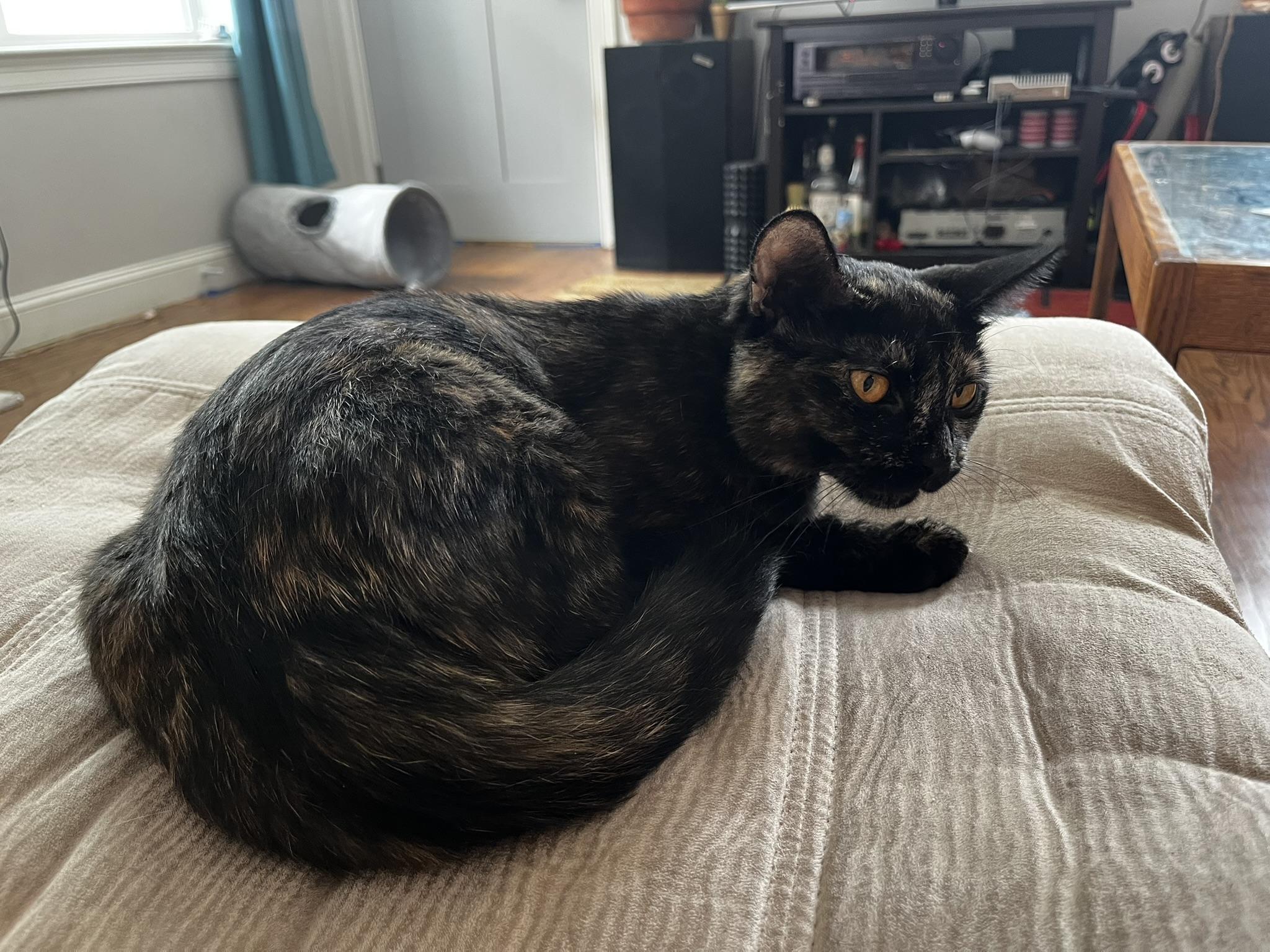 Eastie, an adopted Domestic Short Hair in Melrose, MA image 2/5