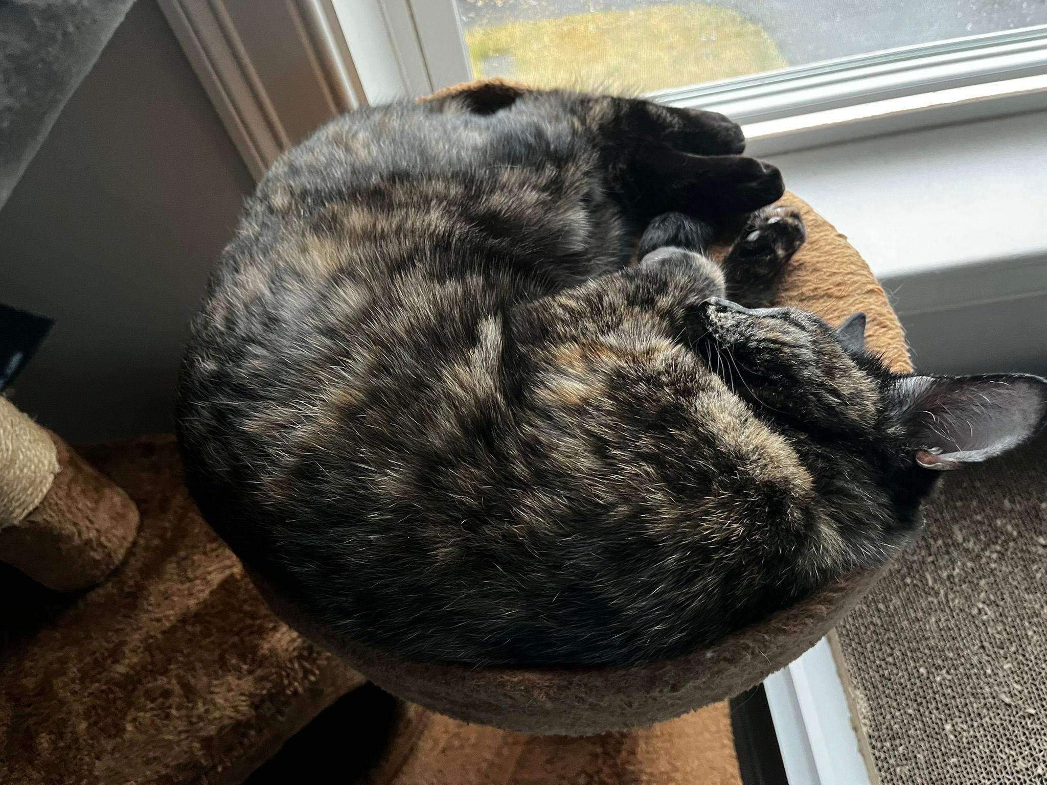 Eastie, an adopted Domestic Short Hair in Melrose, MA image 3/5