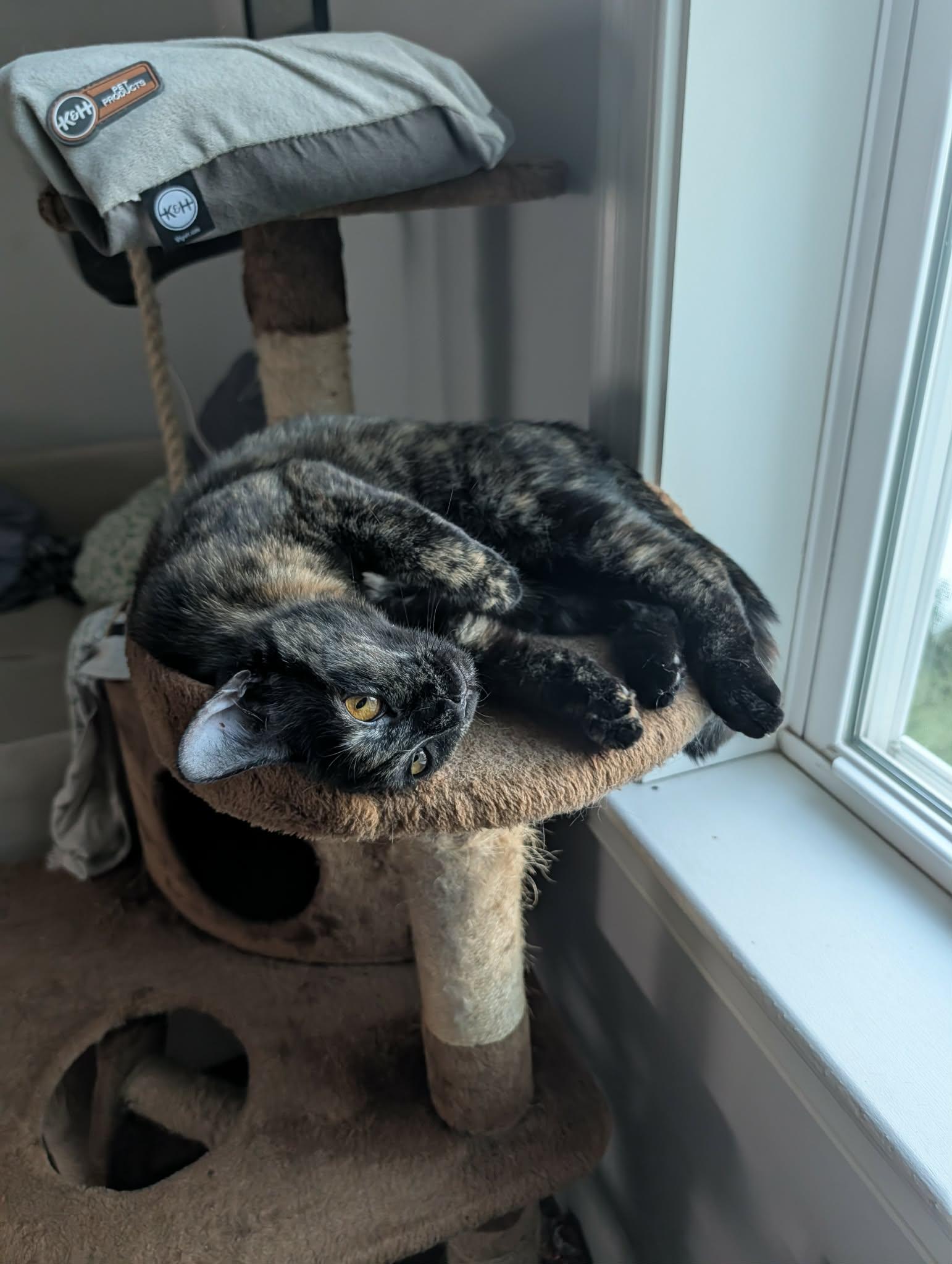 Eastie, an adopted Domestic Short Hair in Melrose, MA image 1/5