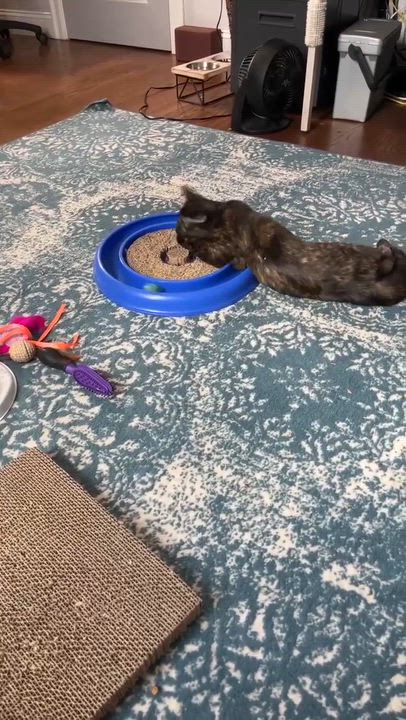 Enlarge Eastie, an adopted Domestic Short Hair in Melrose, MA video 5/5