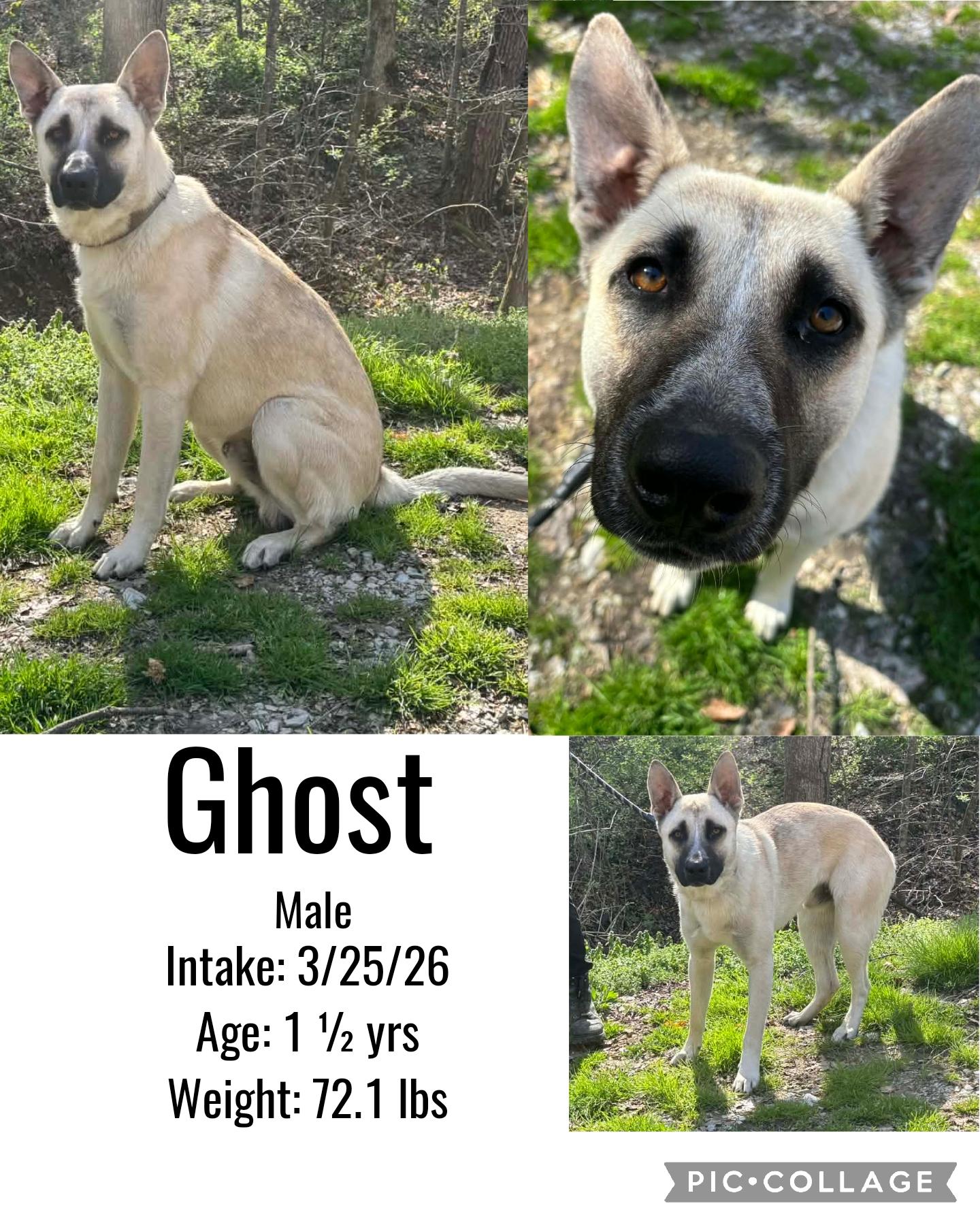 Ghost, ADOPTABLE, Adult Male Shepherd.