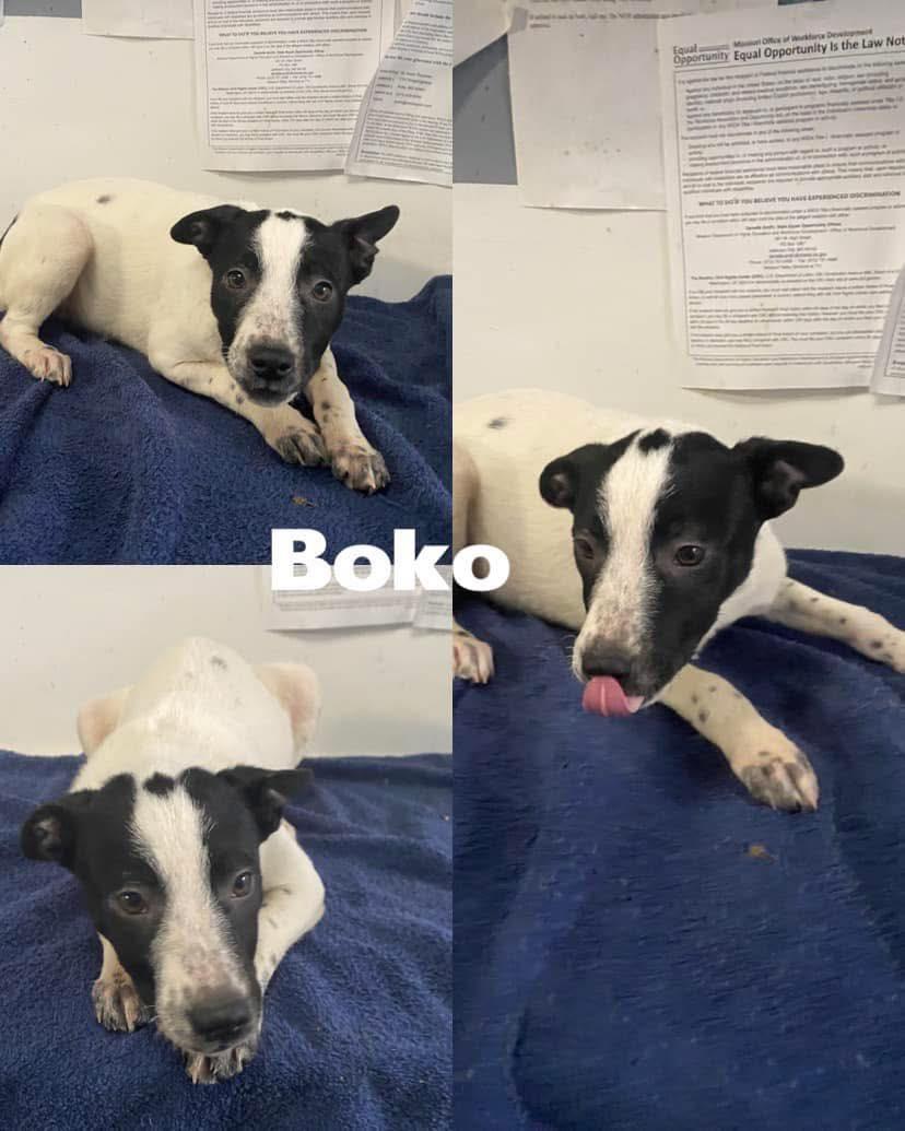 Boko