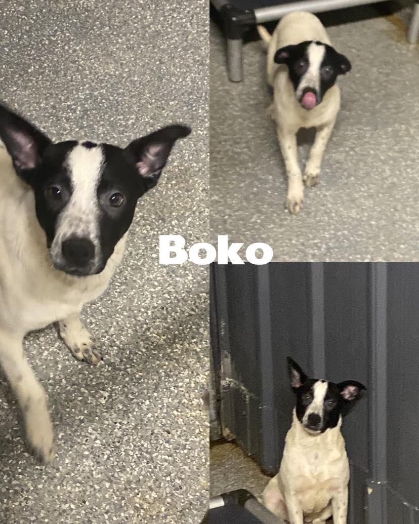 Boko