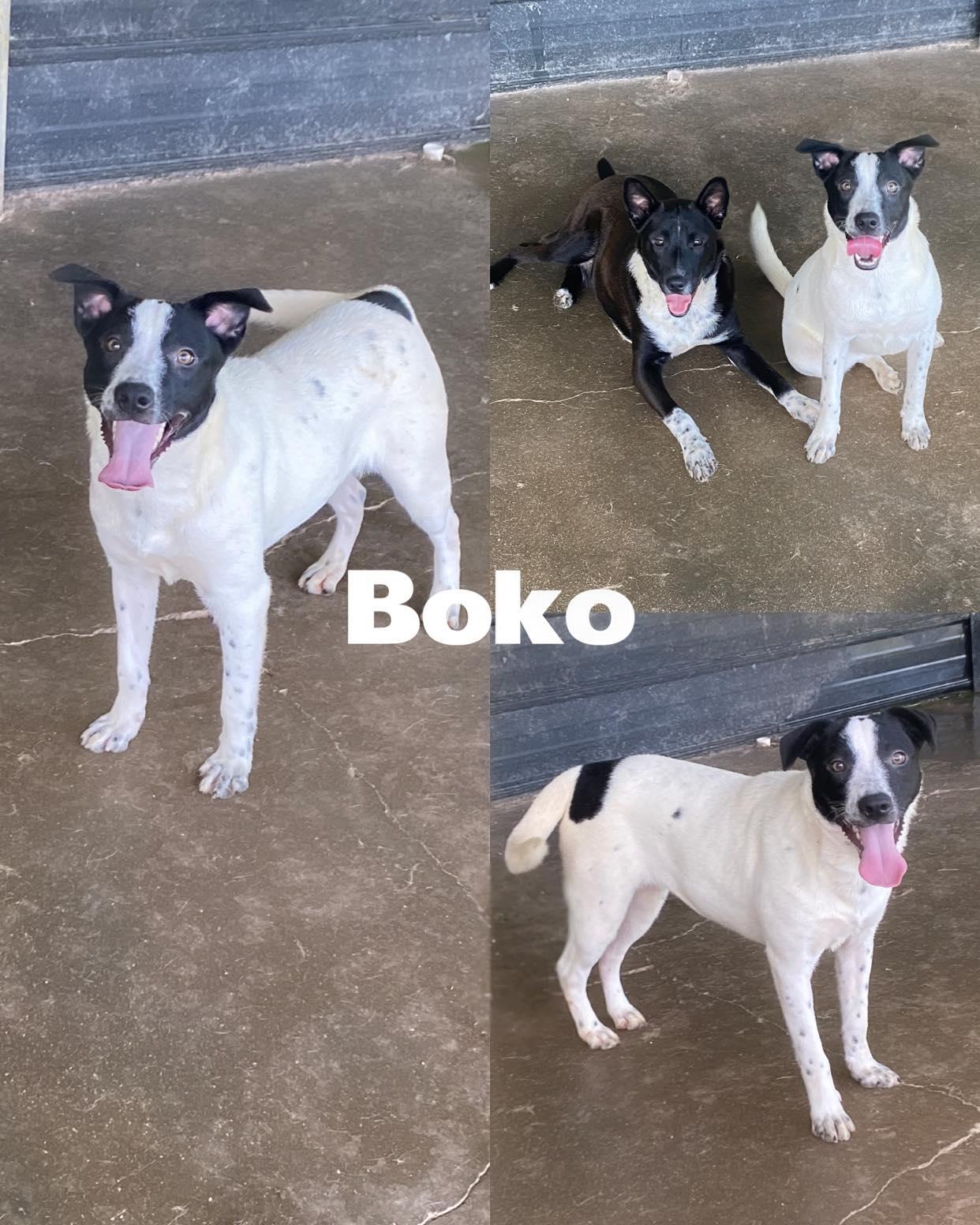 Boko