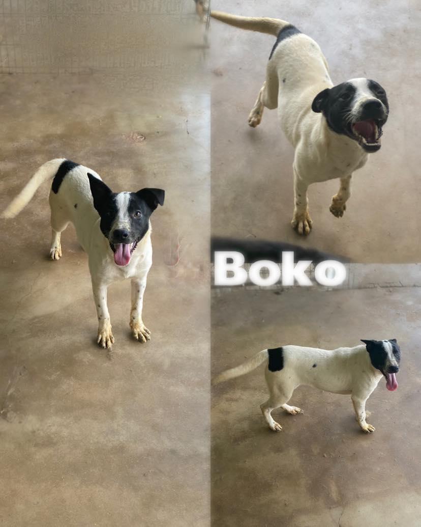 Boko