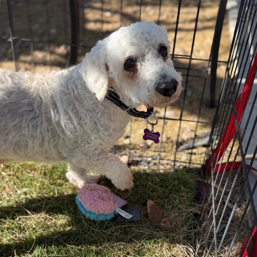 Guapo, Adoptable, Senior Male Poodle & Mixed Breed.