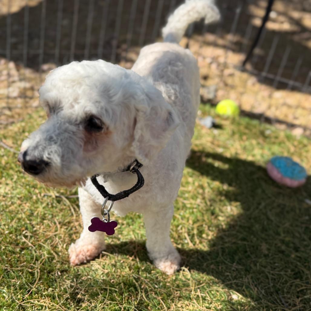 Enlarge Guapo, a Adoptable mixed breed in Phoenix, AZ image 2/6