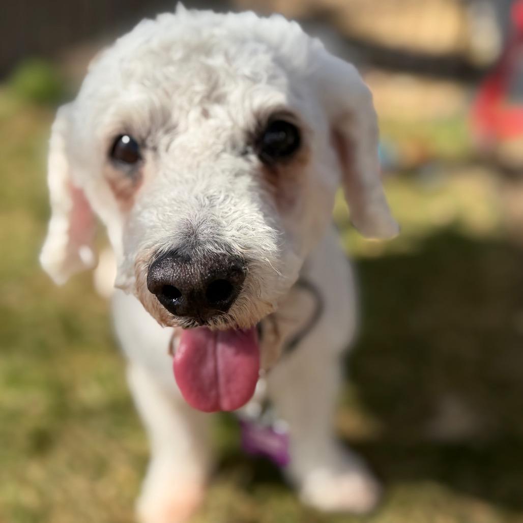 Enlarge Guapo, a Adoptable mixed breed in Phoenix, AZ image 3/6