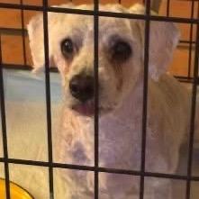 Enlarge Guapo, a Adoptable mixed breed in Phoenix, AZ image 4/6