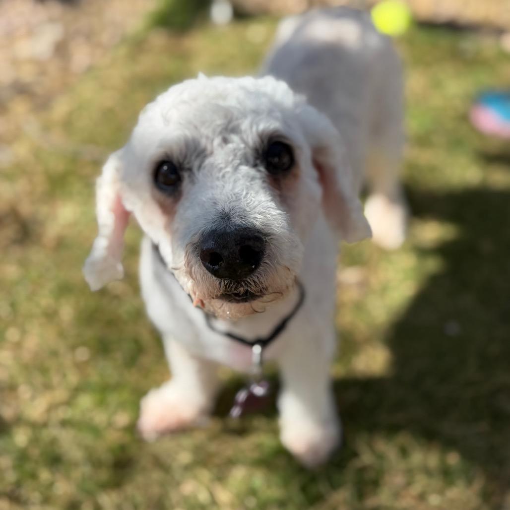 Enlarge Guapo, a Adoptable mixed breed in Phoenix, AZ image 5/6