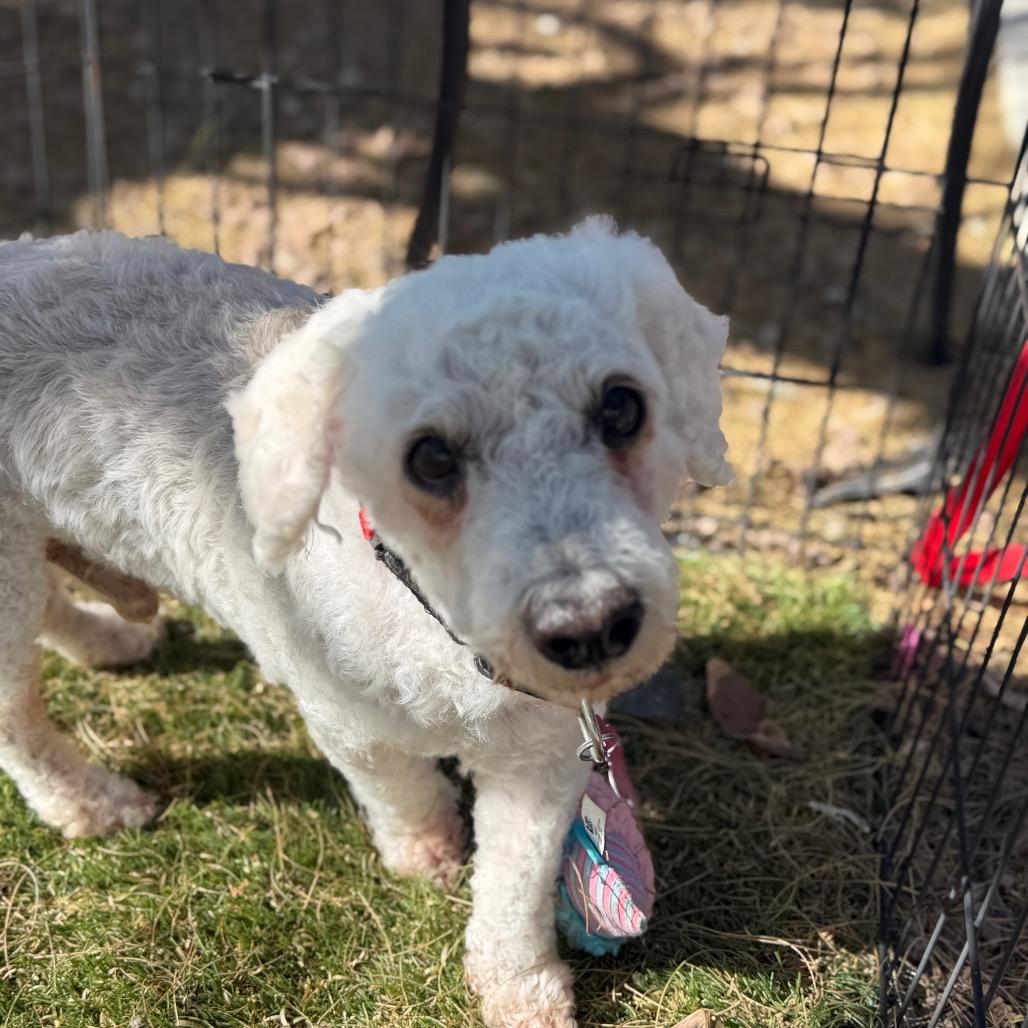 Enlarge Guapo, a Adoptable mixed breed in Phoenix, AZ image 6/6