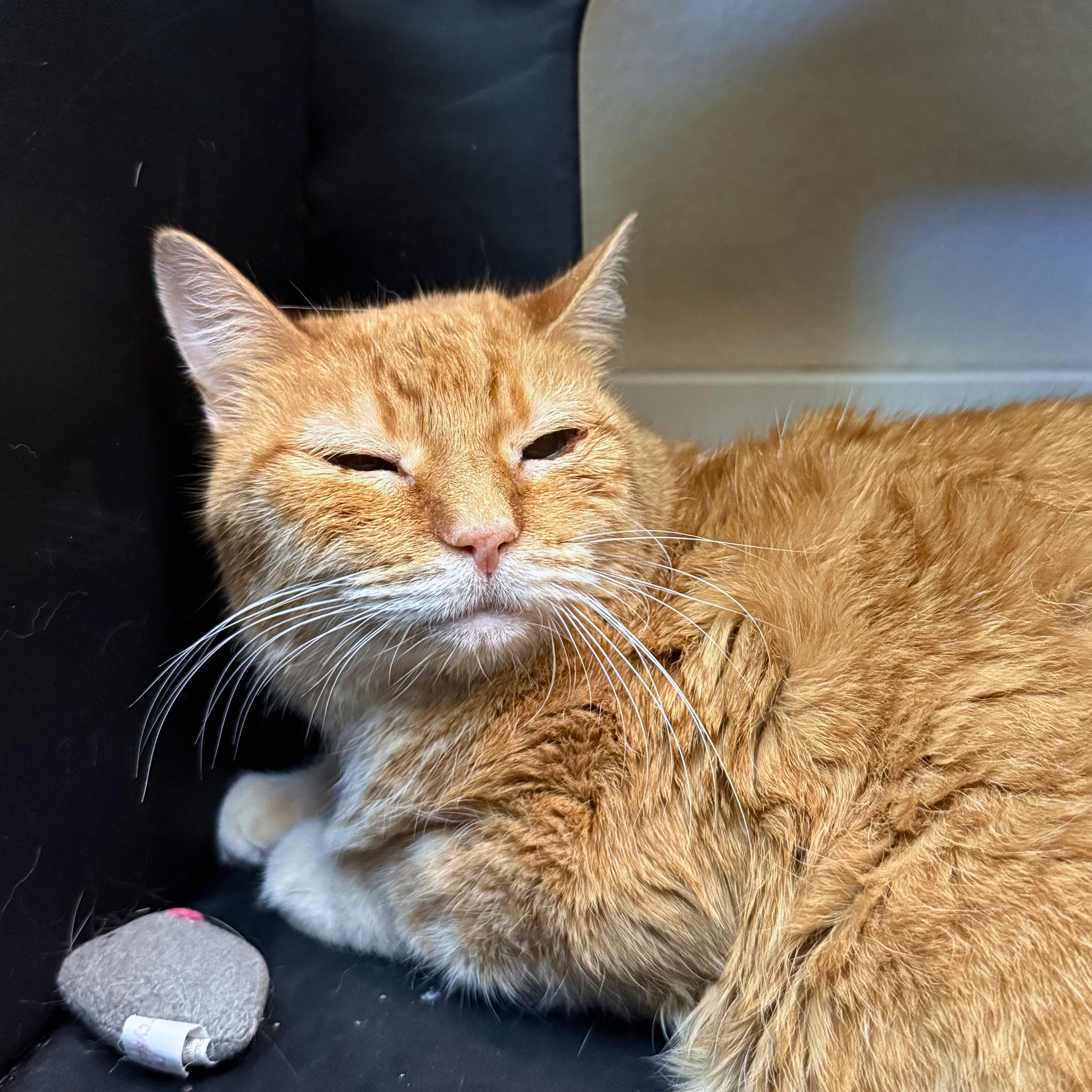 Enlarge Lionel, a Adoptable Domestic Short Hair in Ridgway, CO image 4/4