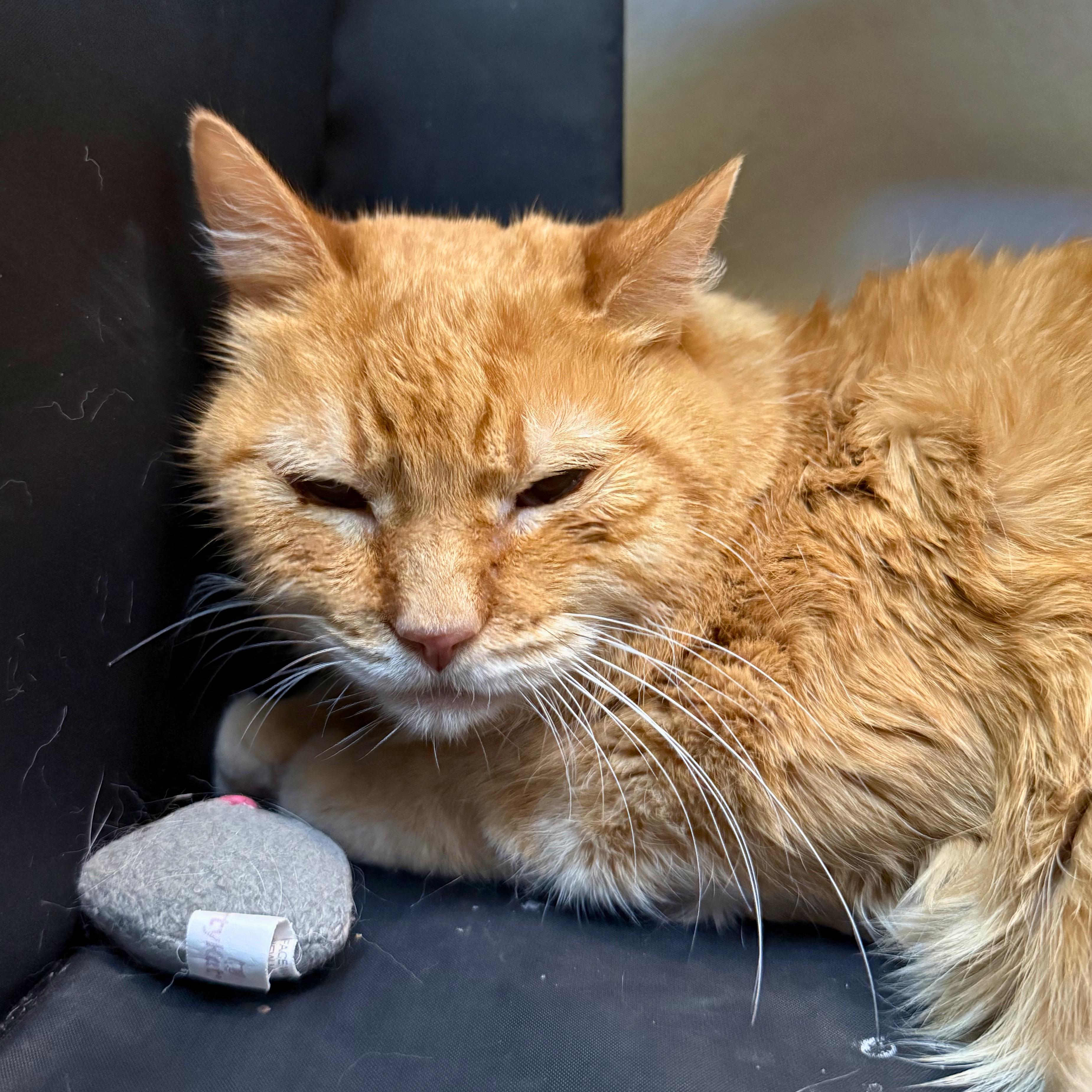 Enlarge Lionel, a Adoptable Domestic Short Hair in Ridgway, CO image 1/4