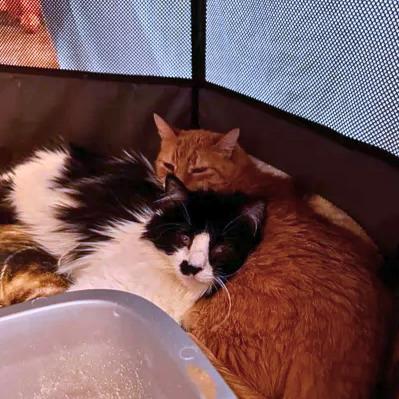 Lionel & Lilah, an adoptable mixed breed in Ridgway, CO image 1/5