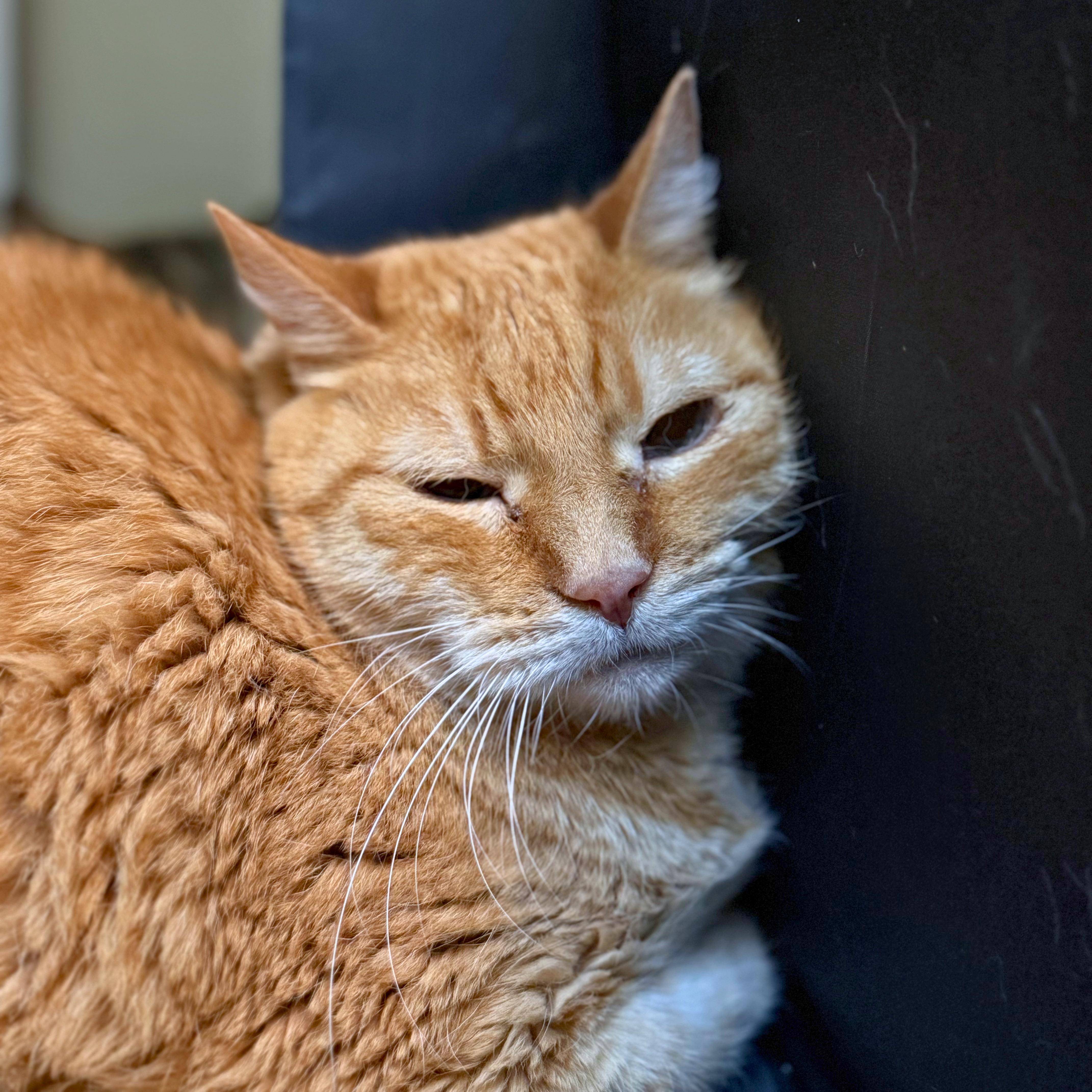 Enlarge Lionel, a Adoptable Domestic Short Hair in Ridgway, CO image 2/3