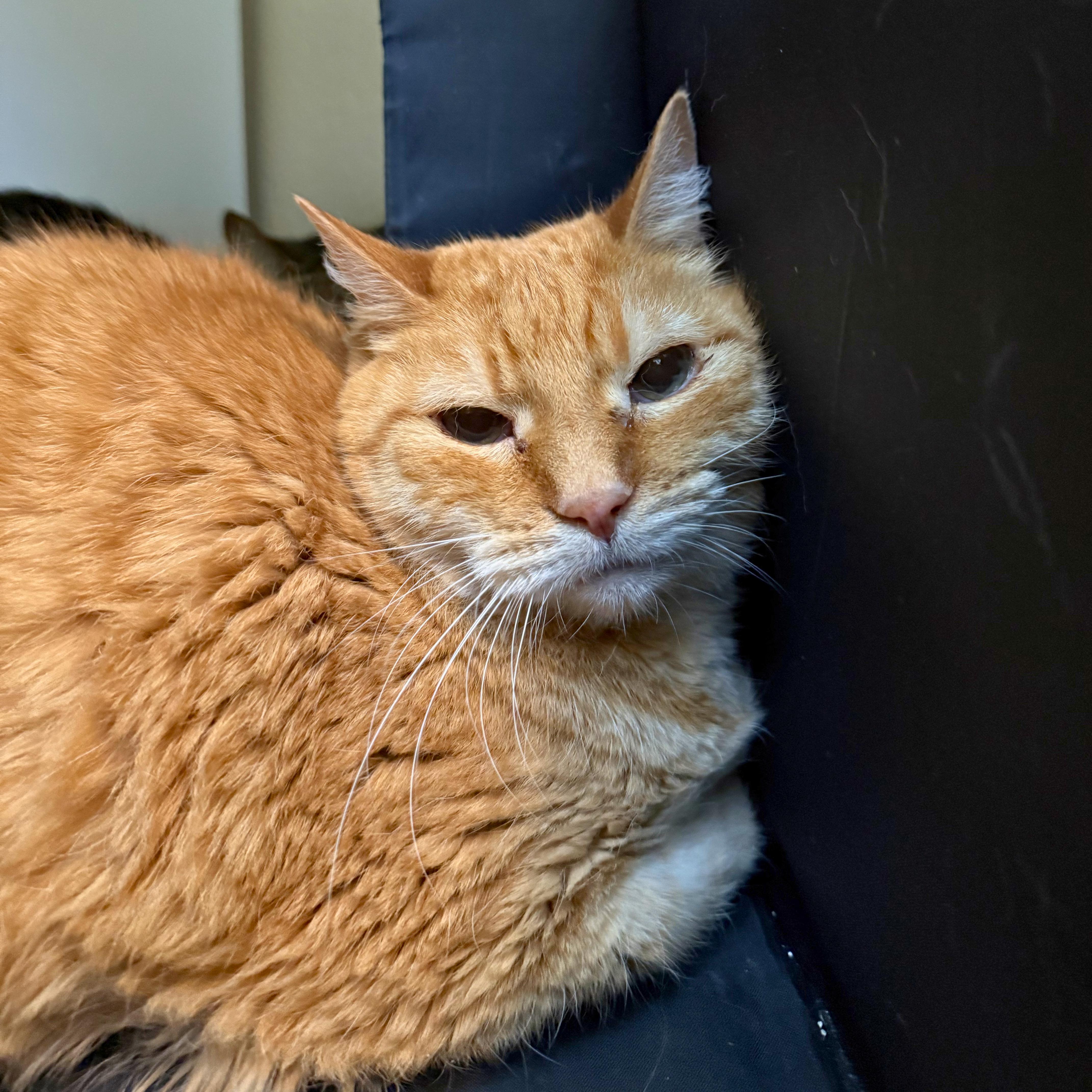 Enlarge Lionel, a Adoptable Domestic Short Hair in Ridgway, CO image 1/3