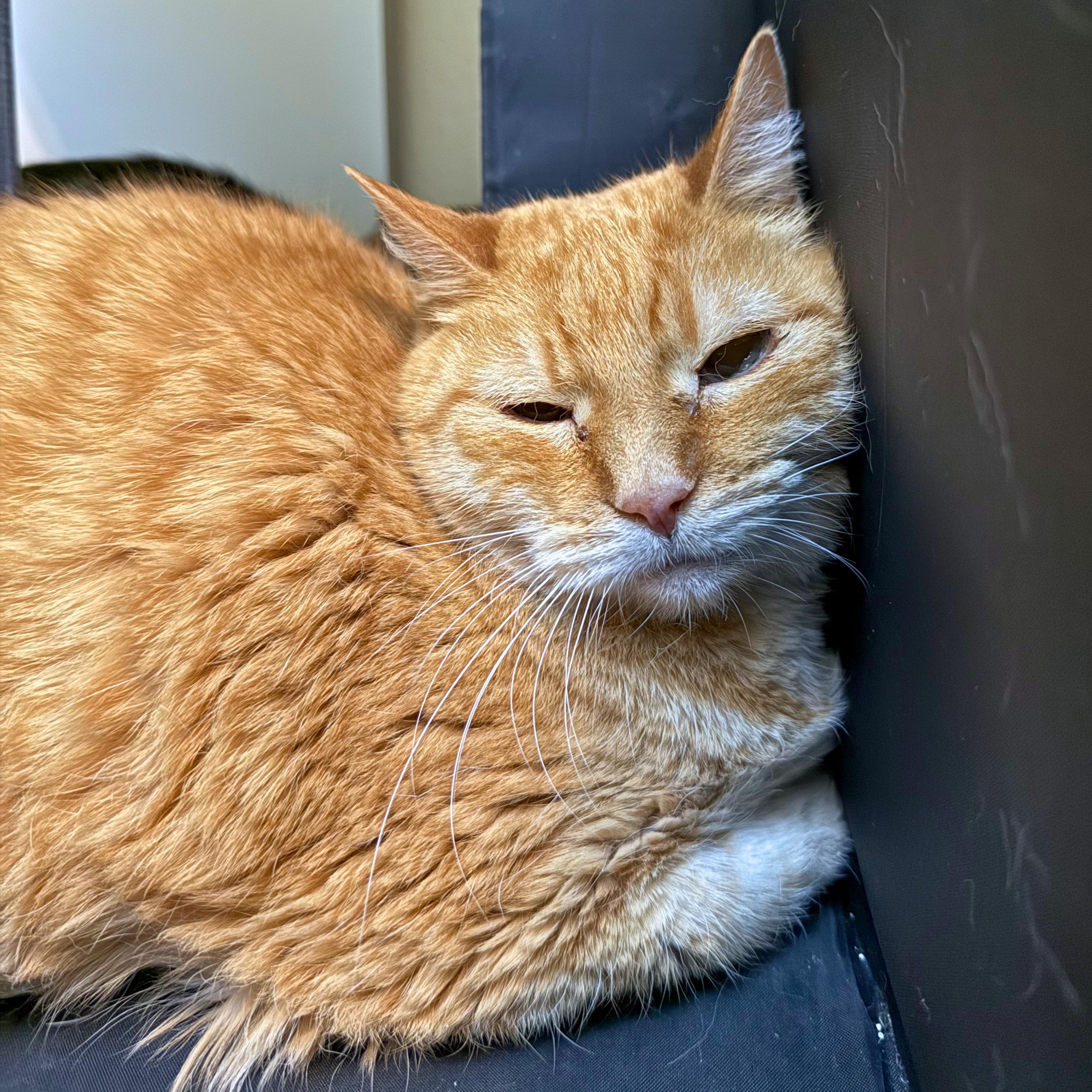 Enlarge Lionel, a Adoptable Domestic Short Hair in Ridgway, CO image 3/3