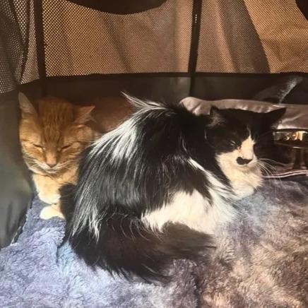 Lionel & Lilah, an adoptable mixed breed in Ridgway, CO image 2/5