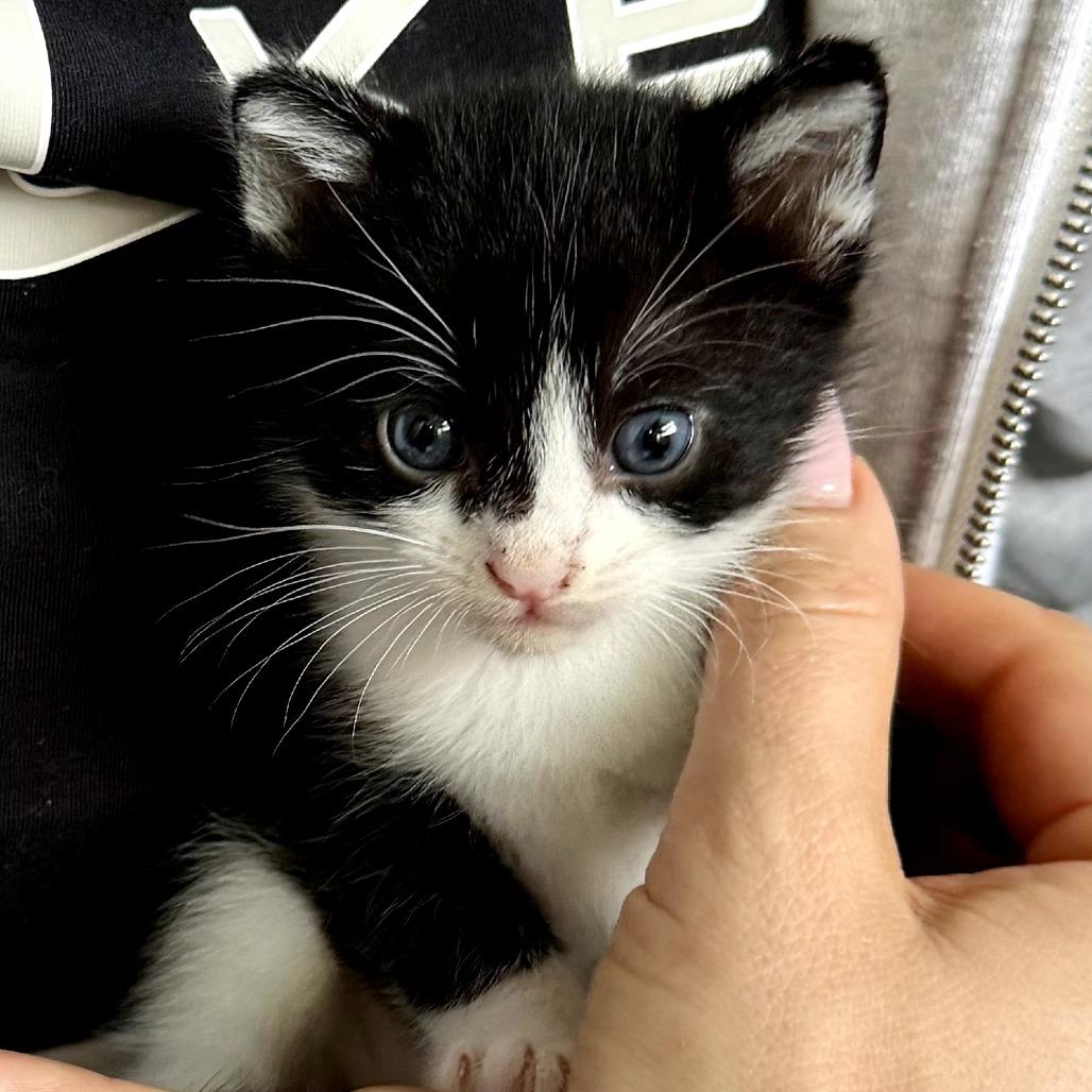 Cashew, Adoptable, Kitten Male Domestic Short Hair.