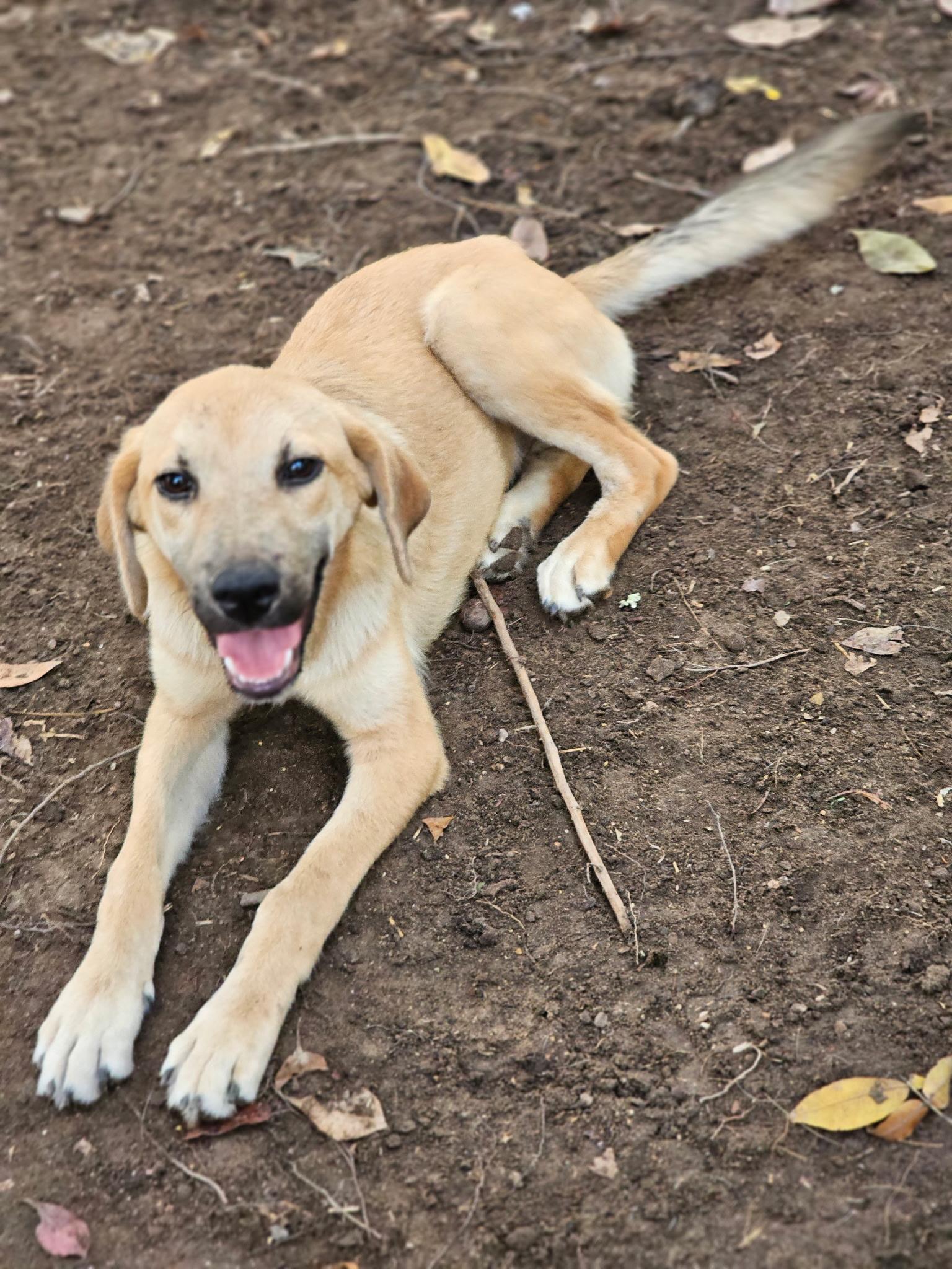Enlarge Houston AKA Canyon, a Adoptable mixed breed in Newfoundland, NJ image 2/3