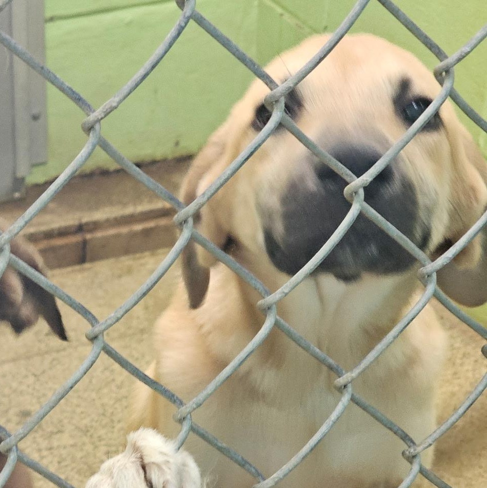 Enlarge Houston AKA Canyon, a Adoptable mixed breed in Newfoundland, NJ image 3/3