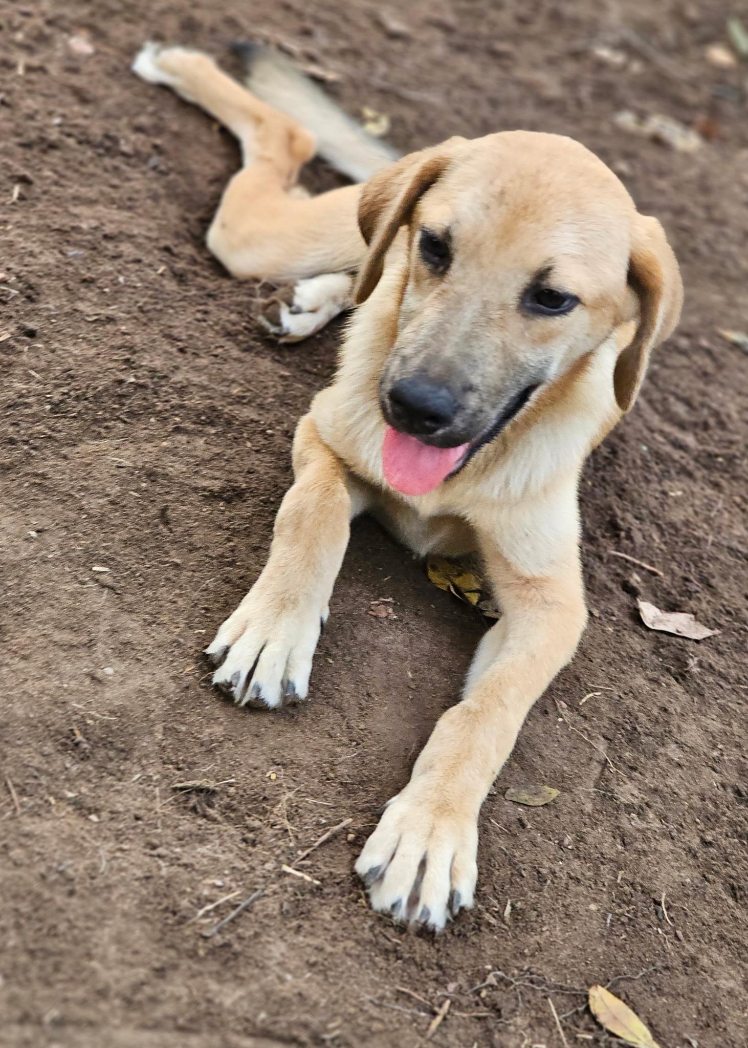 Houston AKA Canyon, Adoptable, Puppy Male Shepherd & Black Mouth Cur.