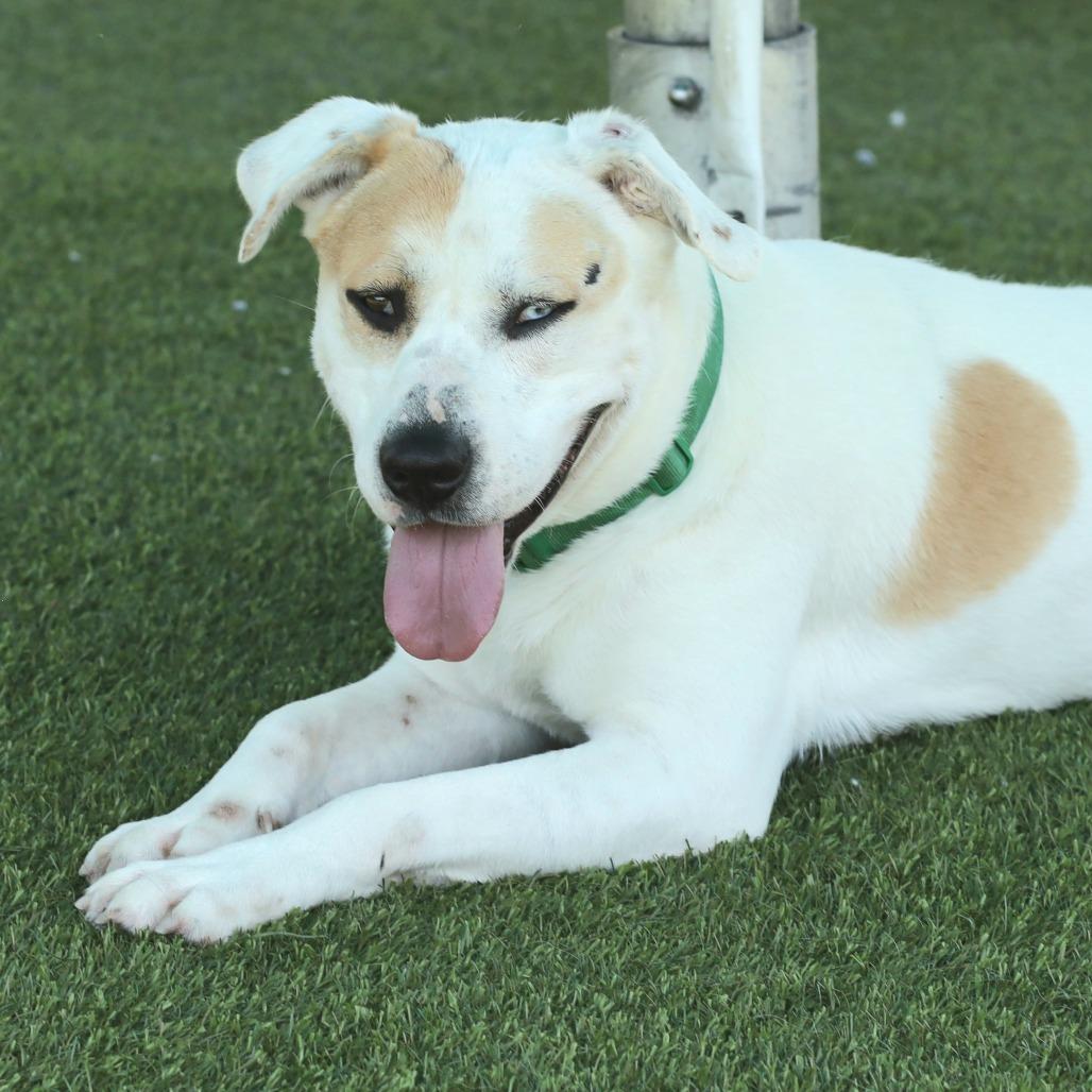 Duncan, Adoptable, Adult Male Catahoula Leopard Dog & Mixed Breed.