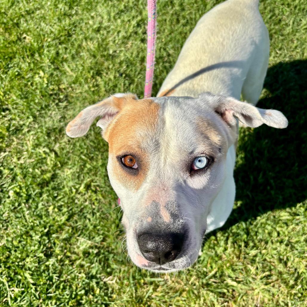 Duncan, Adoptable, Adult Male Pit Bull Terrier.