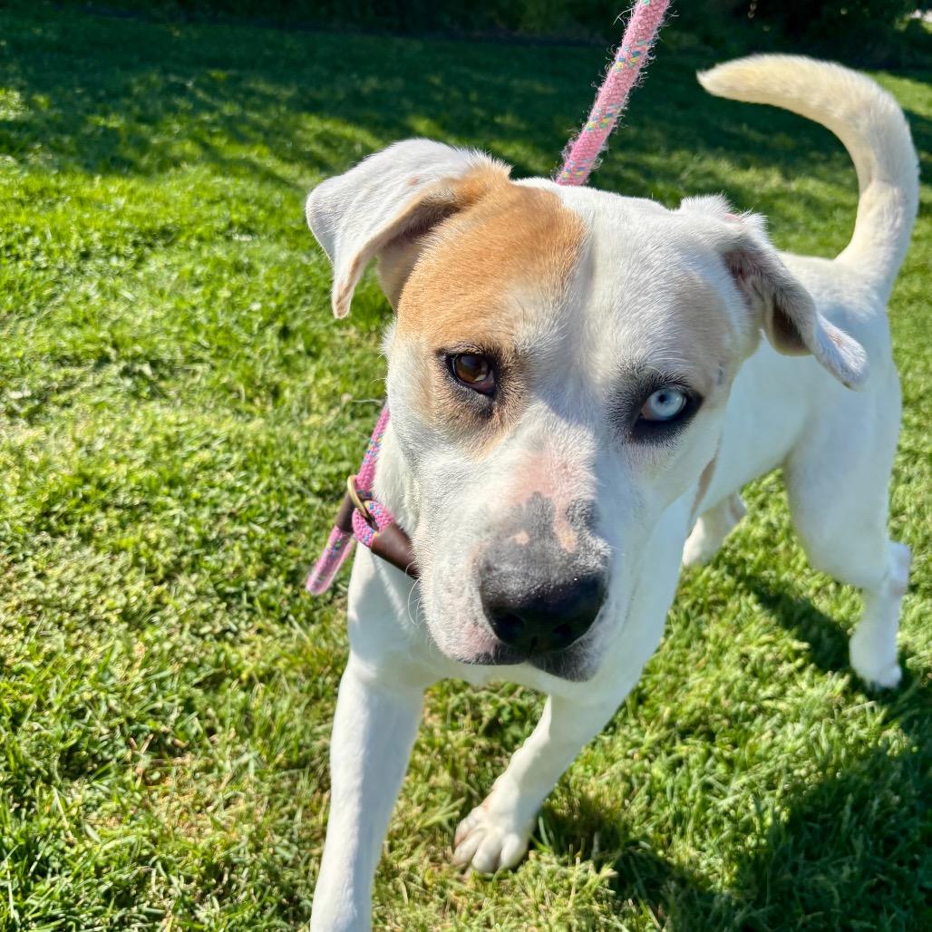 Duncan, a Adoptable Pit Bull Terrier in Evansville, IN image 3/6