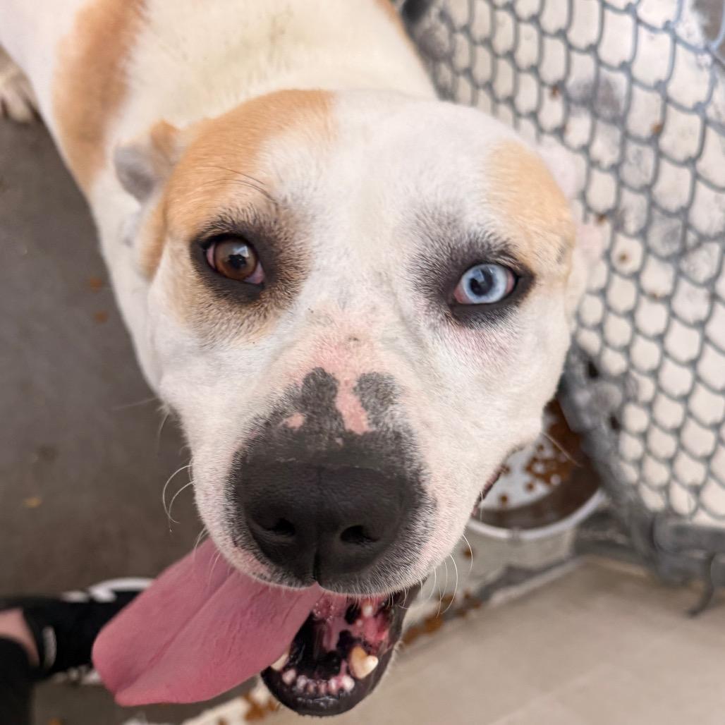 Duncan, a Adoptable Pit Bull Terrier in Evansville, IN image 4/6