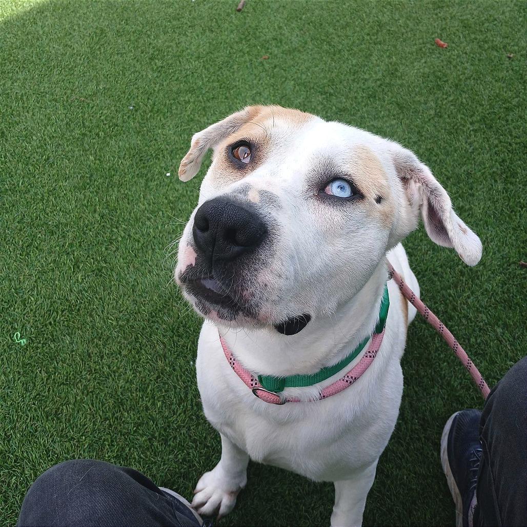 Duncan, a Adoptable Pit Bull Terrier in Evansville, IN image 5/6