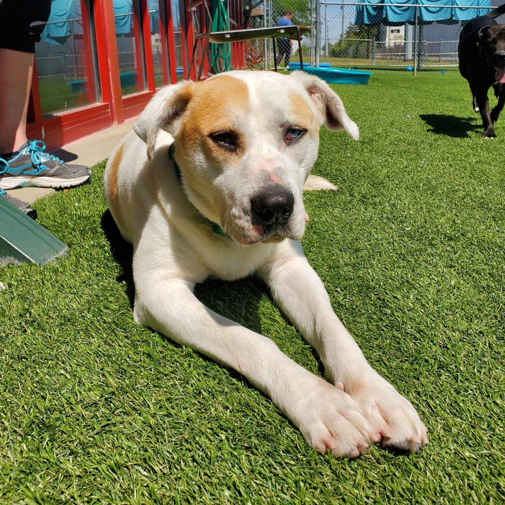 Enlarge Duncan, a Adoptable mixed breed in Evansville, IN image 4/6
