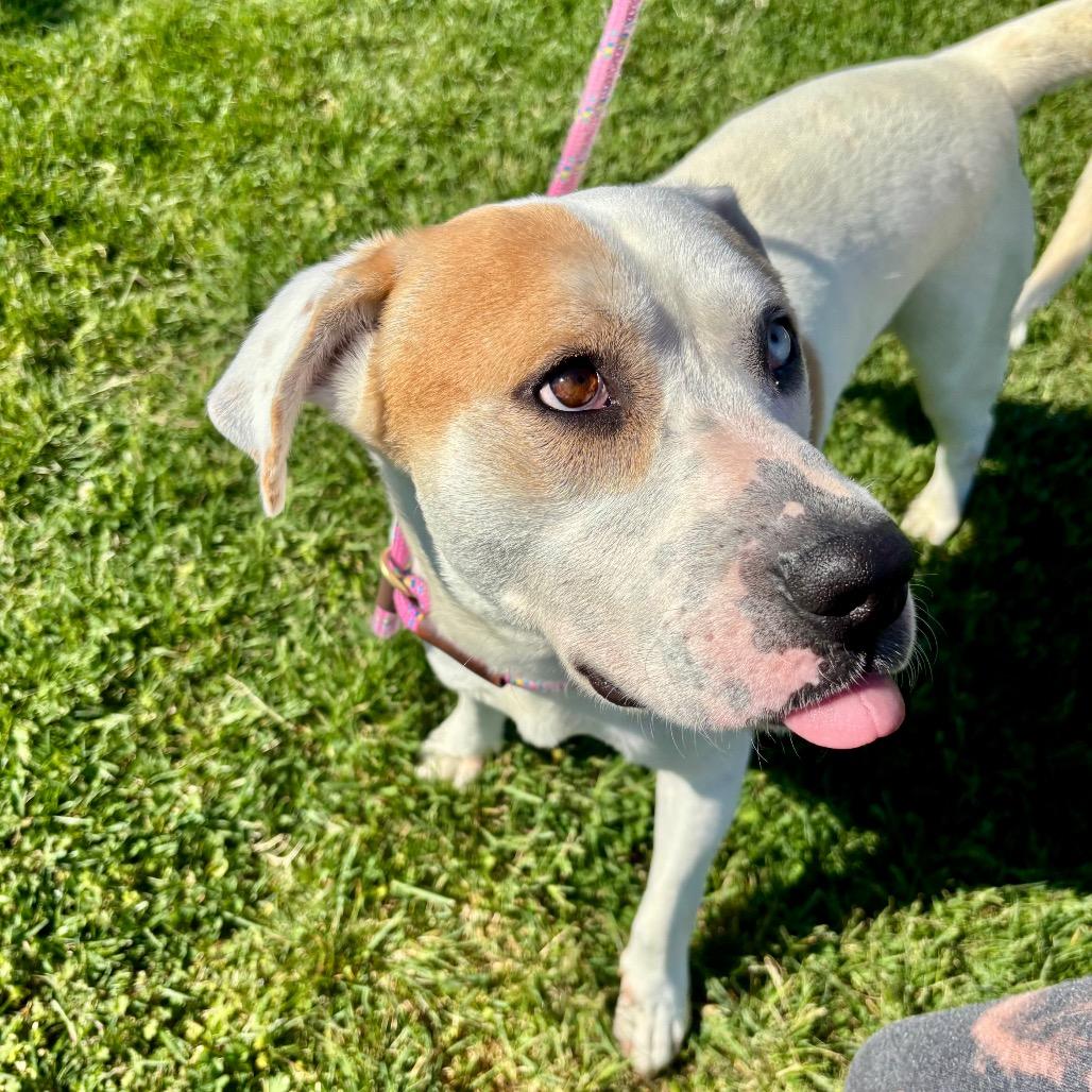 Duncan, a Adoptable Pit Bull Terrier in Evansville, IN image 6/6