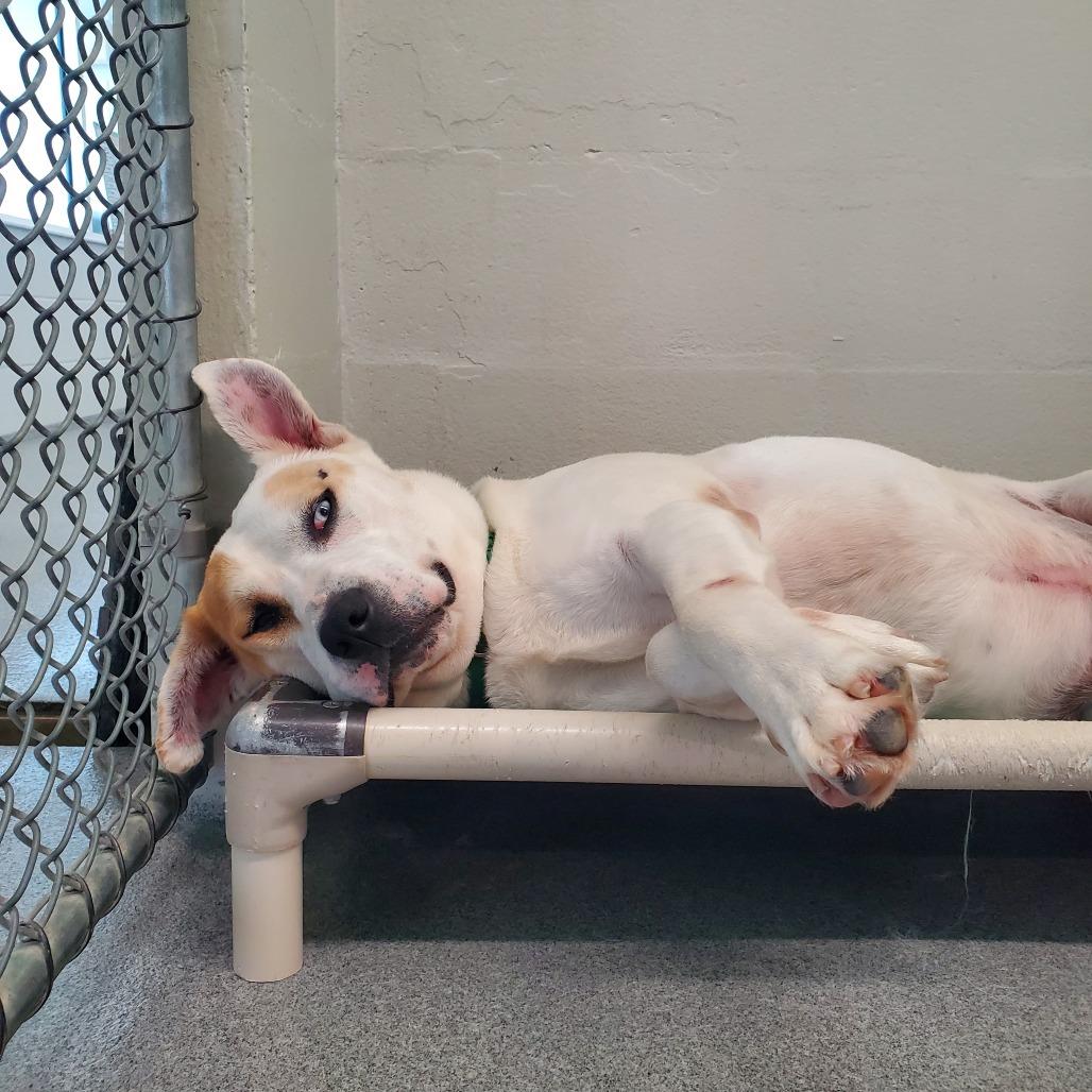 Enlarge Duncan, a Adoptable mixed breed in Evansville, IN image 5/6