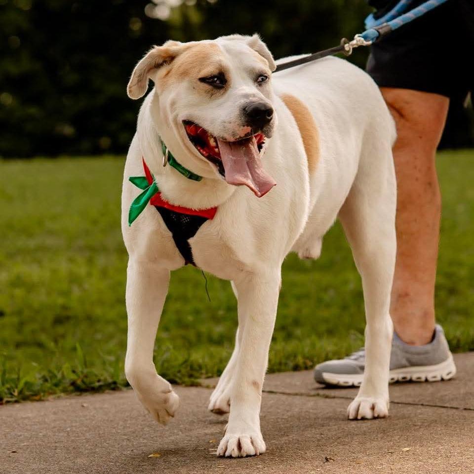 Enlarge Duncan, a Adoptable Pit Bull Terrier in Evansville, IN image 6/6