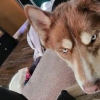 Luca, an adoptable Husky in Billings, MT, 59101 | Photo Image 1