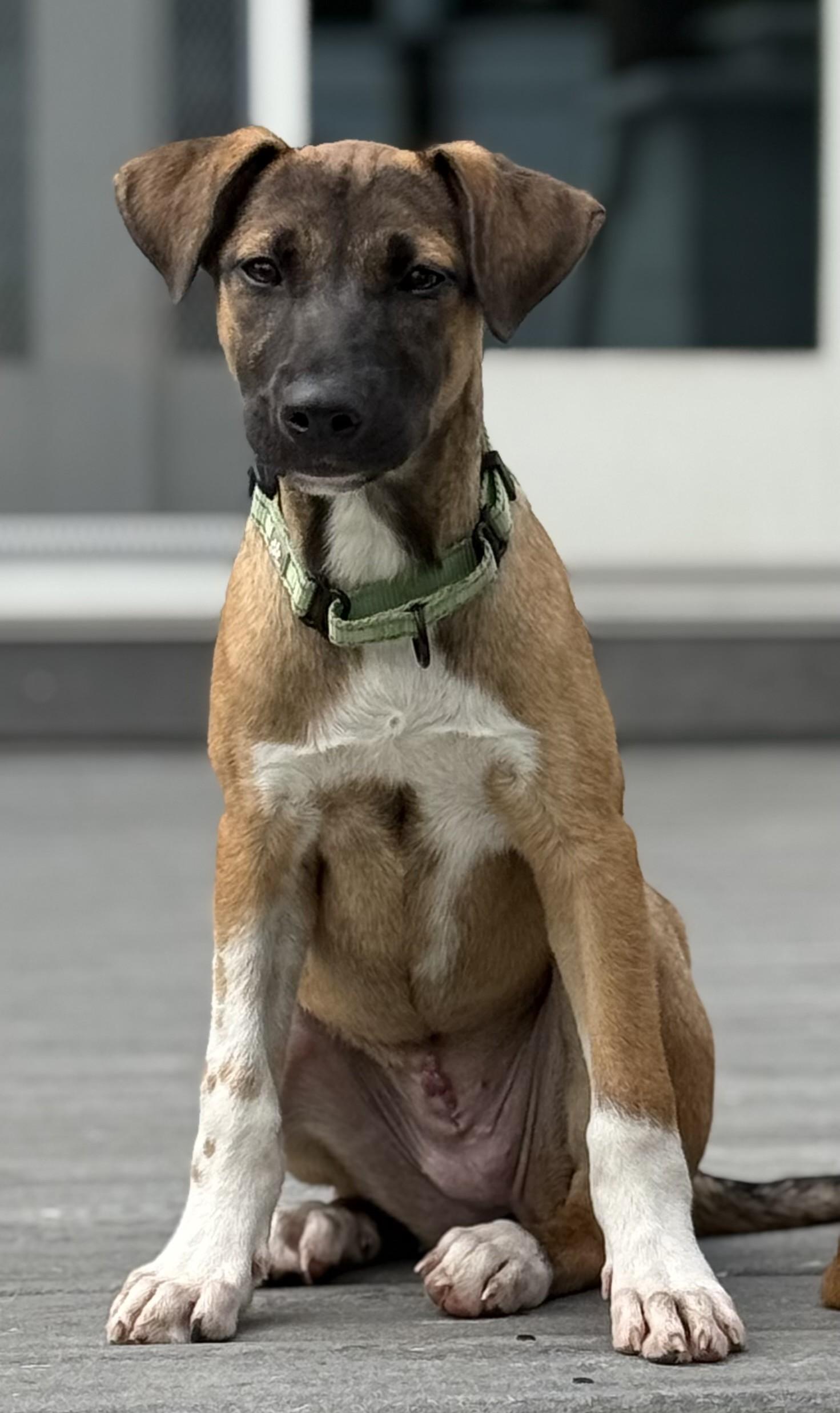 Brisa, an adopted mixed breed in Albany, NY image 3/6