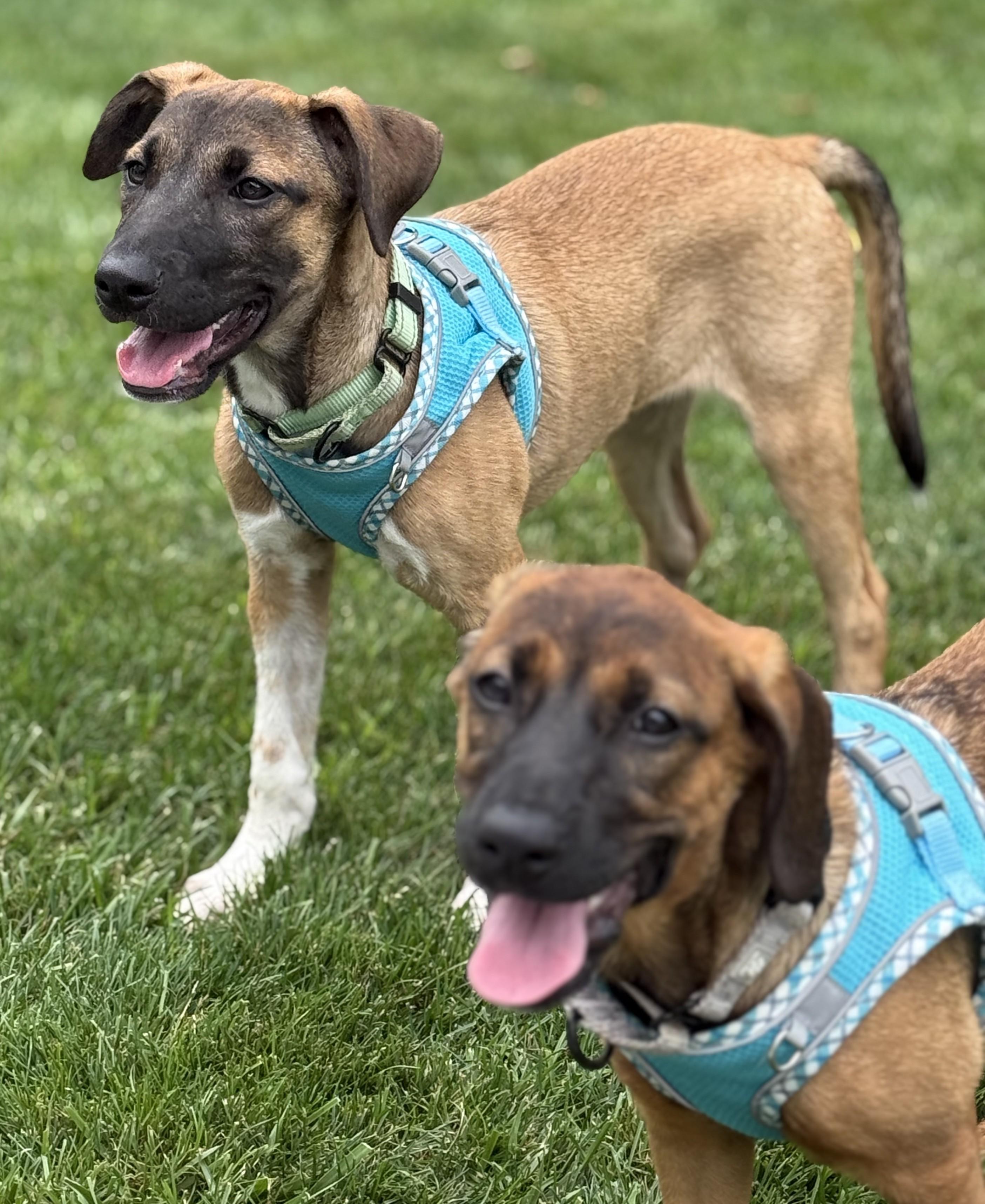 Brisa, an adopted mixed breed in Albany, NY image 4/6
