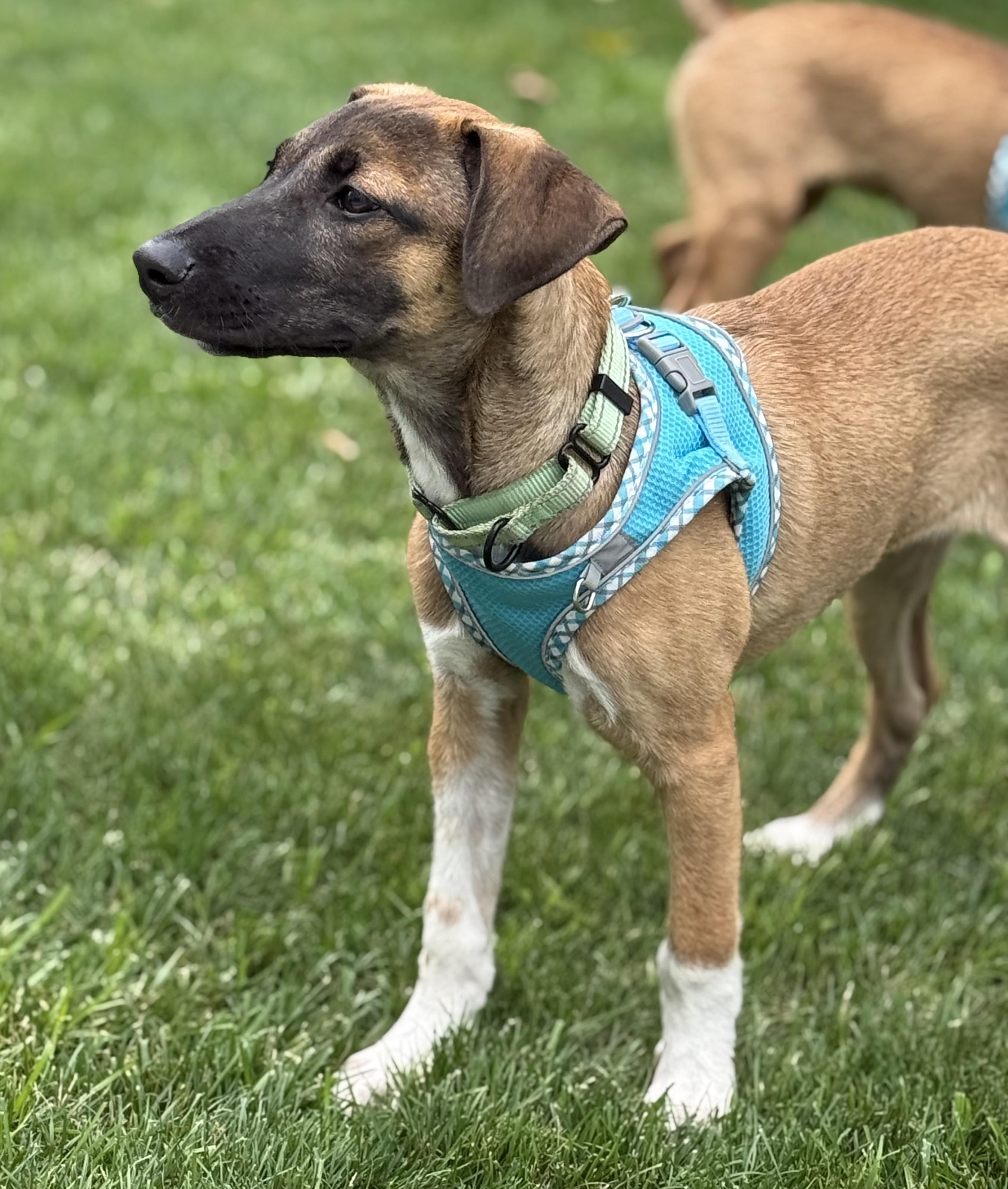 Brisa, an adopted mixed breed in Albany, NY image 2/6