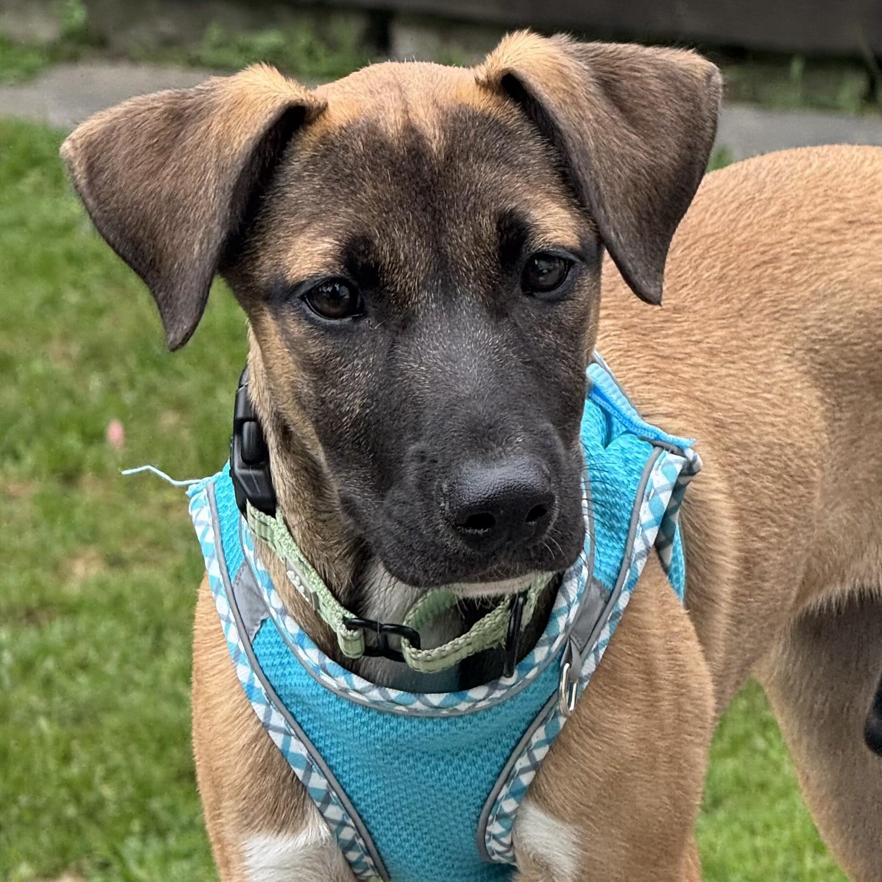 Brisa, adopted, Puppy Female Hound.