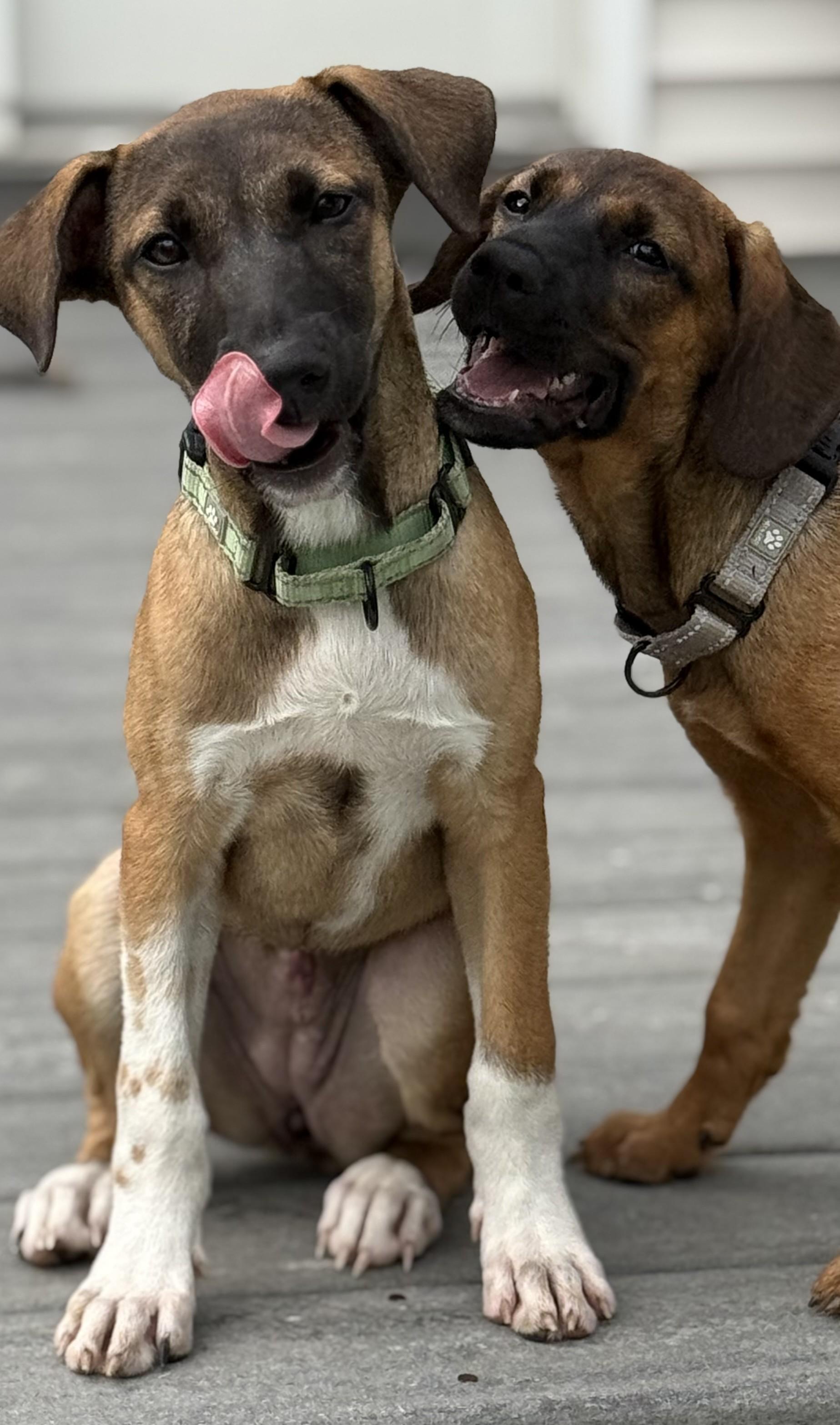 Brisa, an adopted mixed breed in Albany, NY image 6/6