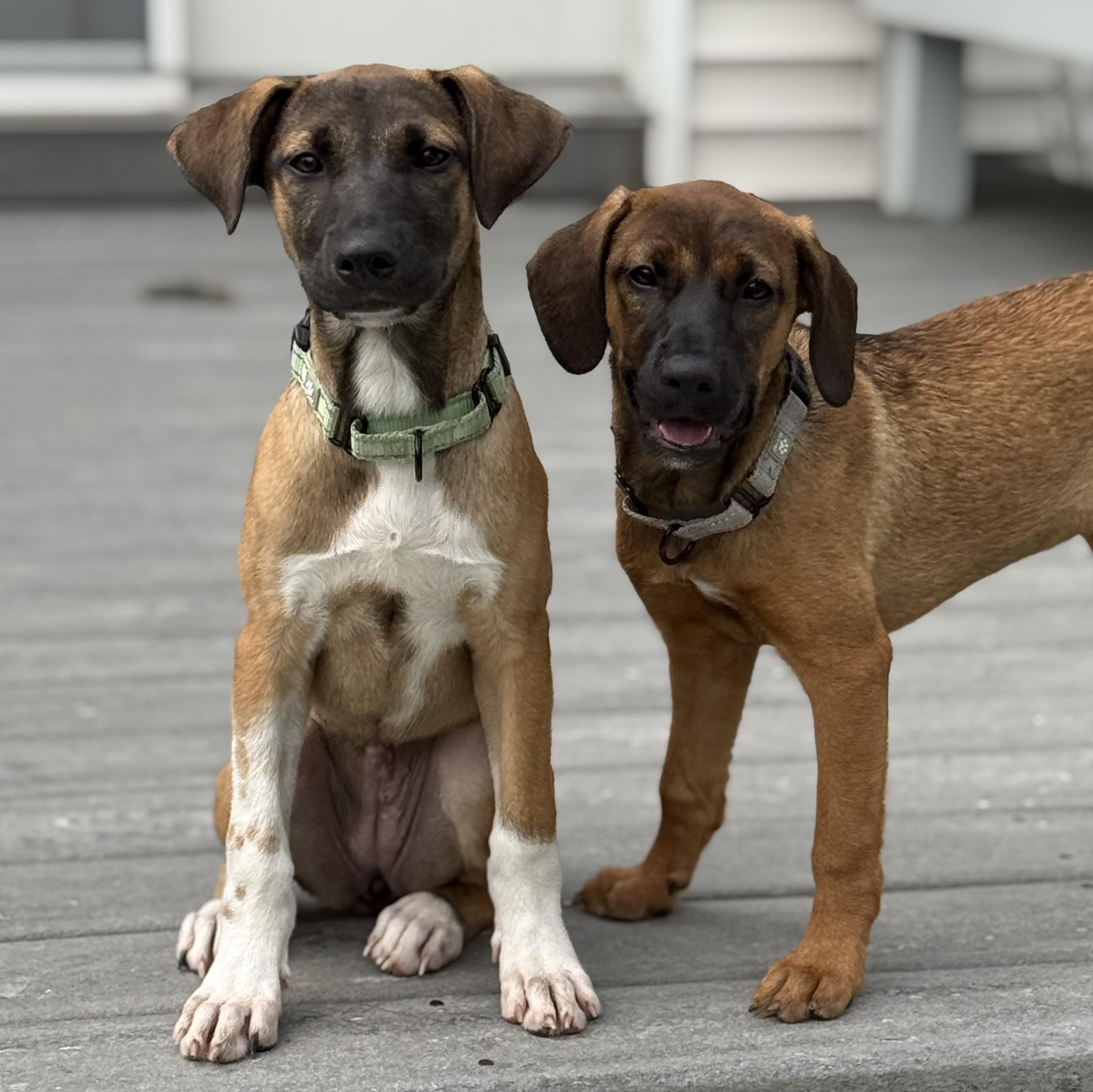 Brisa, an adopted mixed breed in Albany, NY image 5/6